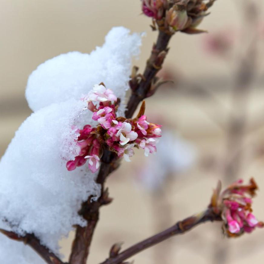 Viburnum bodnantense Charles Lamont K2 - Kikeleti bangita Viburnum bodnantense Charles Lamont K2 - Kikeleti bangita