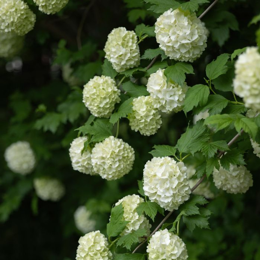 Viburnum opulus Roseum - Labdarózsa
