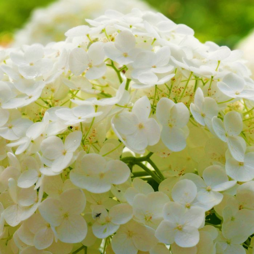 Viburnum opulus Roseum - Labdarózsa