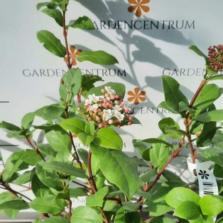 Viburnum Tinus K2 - Téli bangita