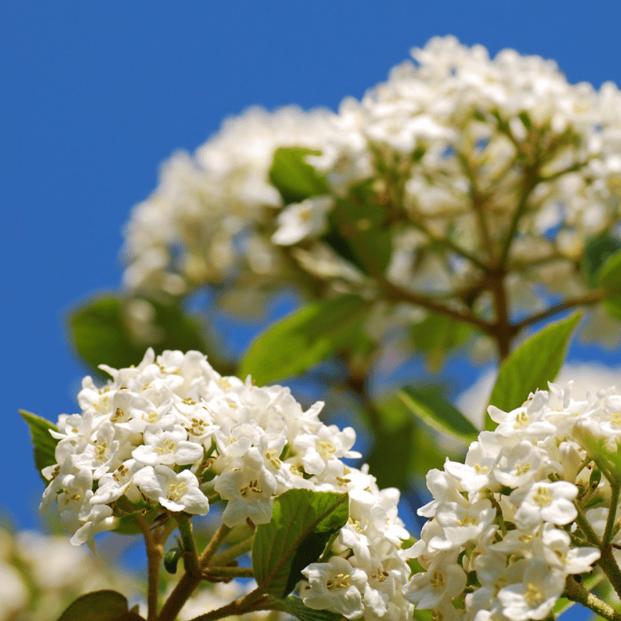 Viburnum x burkwoodii K5 - Tavaszi illatos bangita Viburnum x burkwoodii K5 - Tavaszi illatos bangita