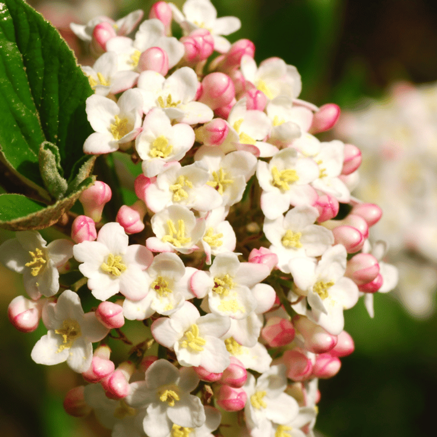 Viburnum x burkwoodii K5 - Tavaszi illatos bangita