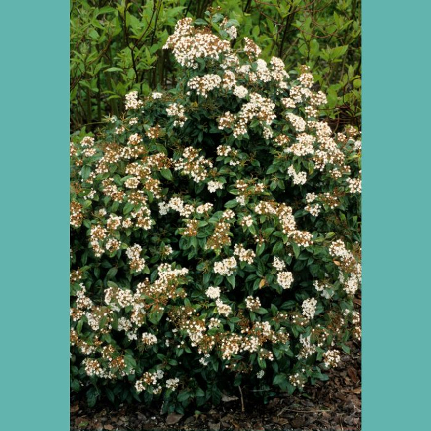 Viburnum Tinus K2 - Téli bangita
