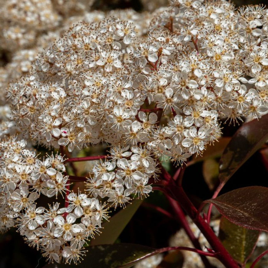 Viburnum Tinus K2 - Téli bangita