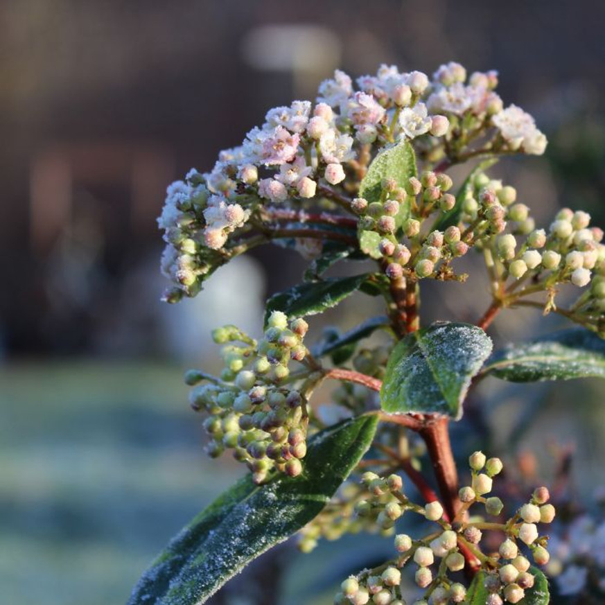 Viburnum Tinus K2 - Téli bangita