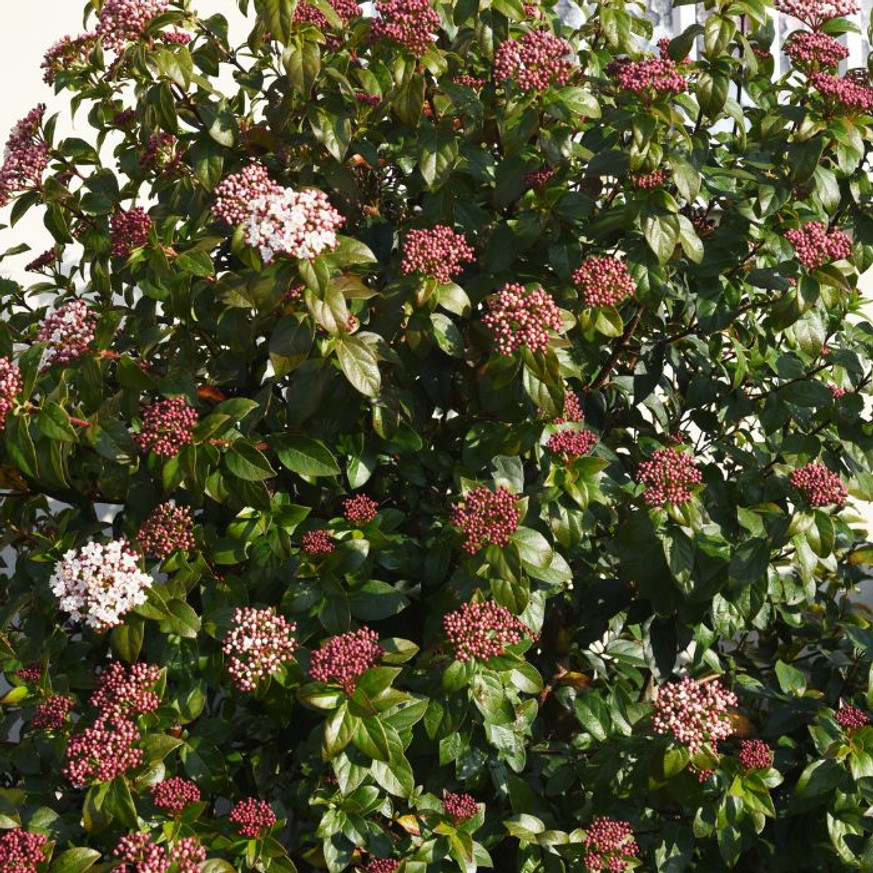 Viburnum Tinus K2 - Téli bangita