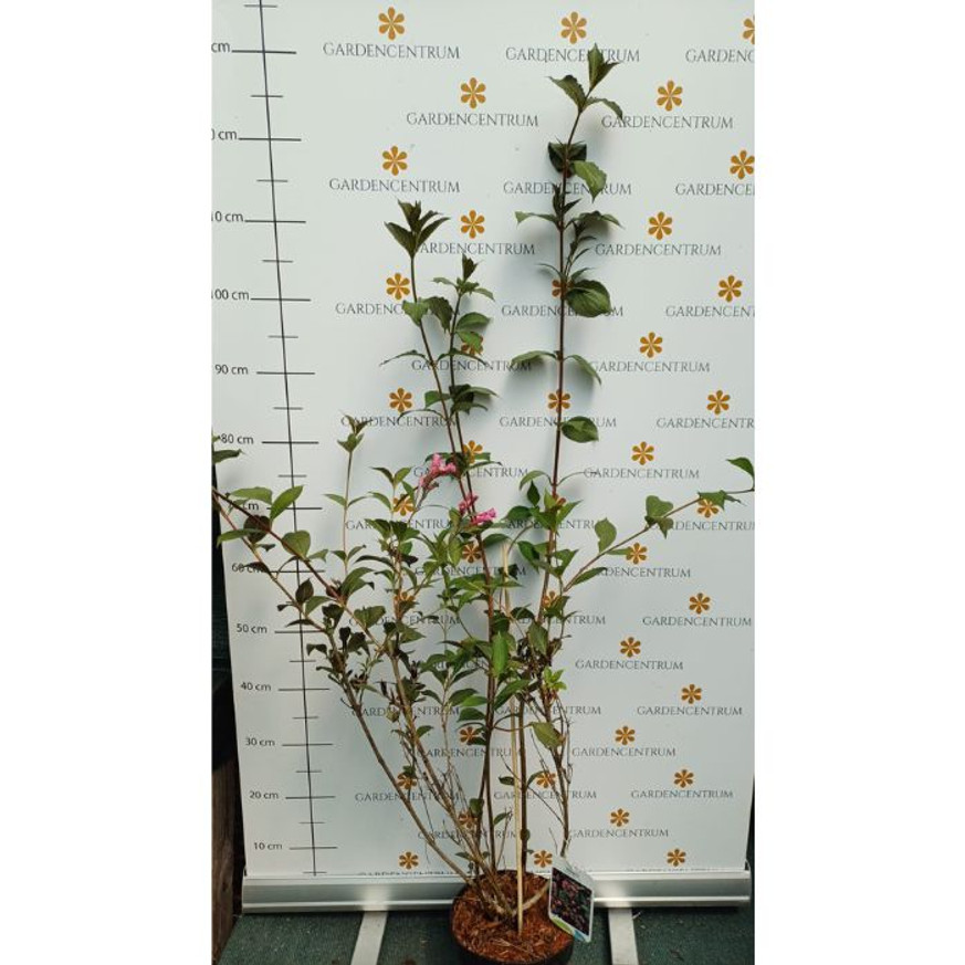 Weigela florida Victoria K5 - Rózsalonc