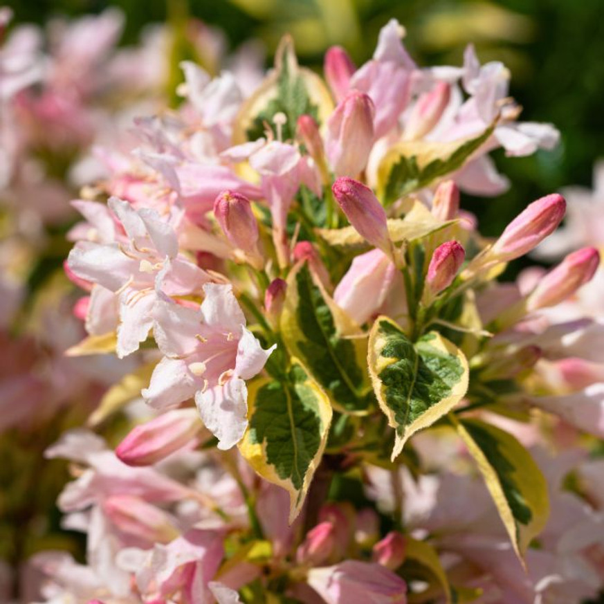 Weigela florida Sunny Princess K2 - Törpe tarka levelű rózsalonc