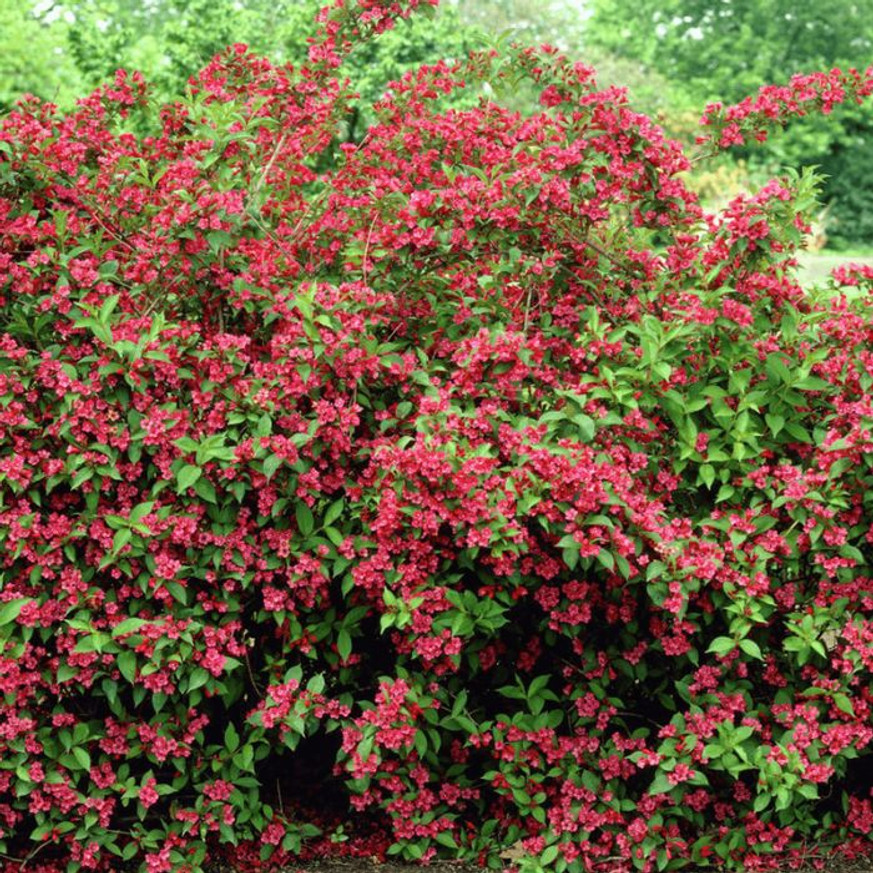 Weigela florida Bristol Ruby - Rubinvörös rózsalonc