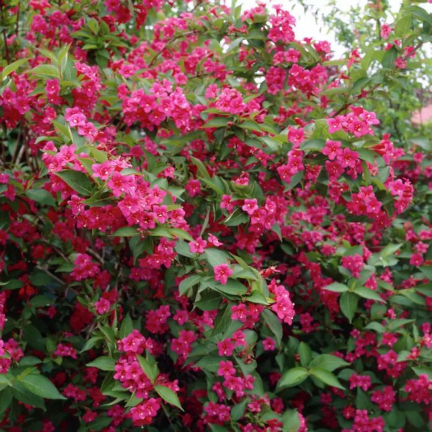 Weigela florida Bristol Ruby - Rubinvörös rózsalonc