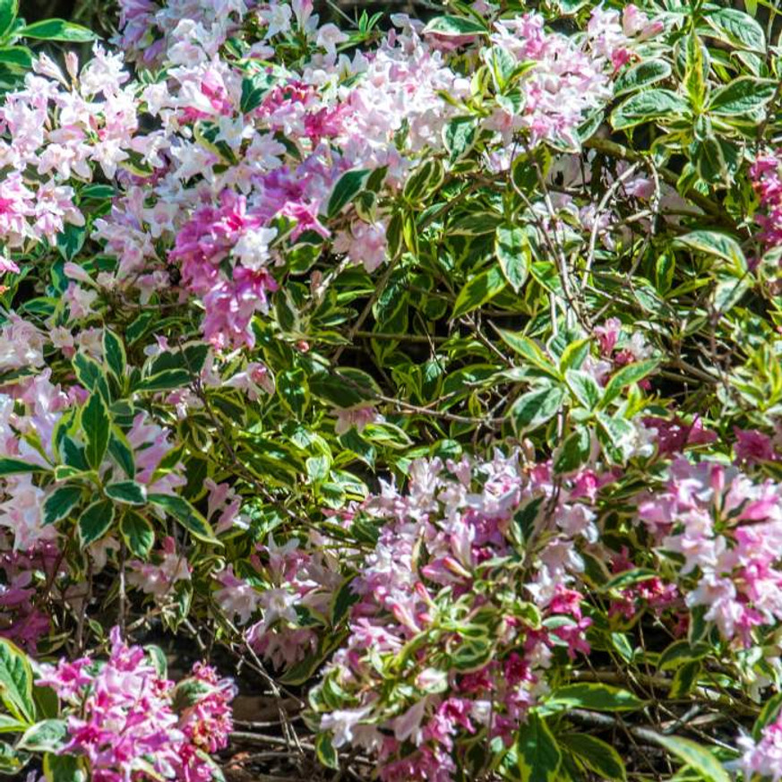 Weigela florida Variegata K5 - Tarka rózsalonc
