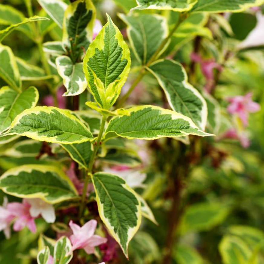 Weigela florida Variegata K5 - Tarka rózsalonc