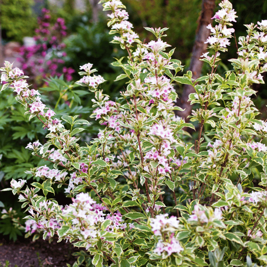 Weigela Nana Variegata K2 - Törpe tarka levelű rózsalonc Weigela Nana Variegata K2 - Törpe tarka levelű rózsalonc