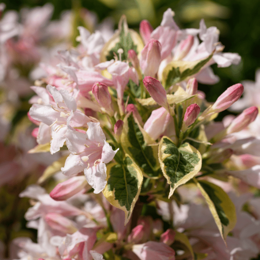 Weigela Nana Variegata K2 - Törpe tarka levelű rózsalonc Weigela Nana Variegata K2 - Törpe tarka levelű rózsalonc
