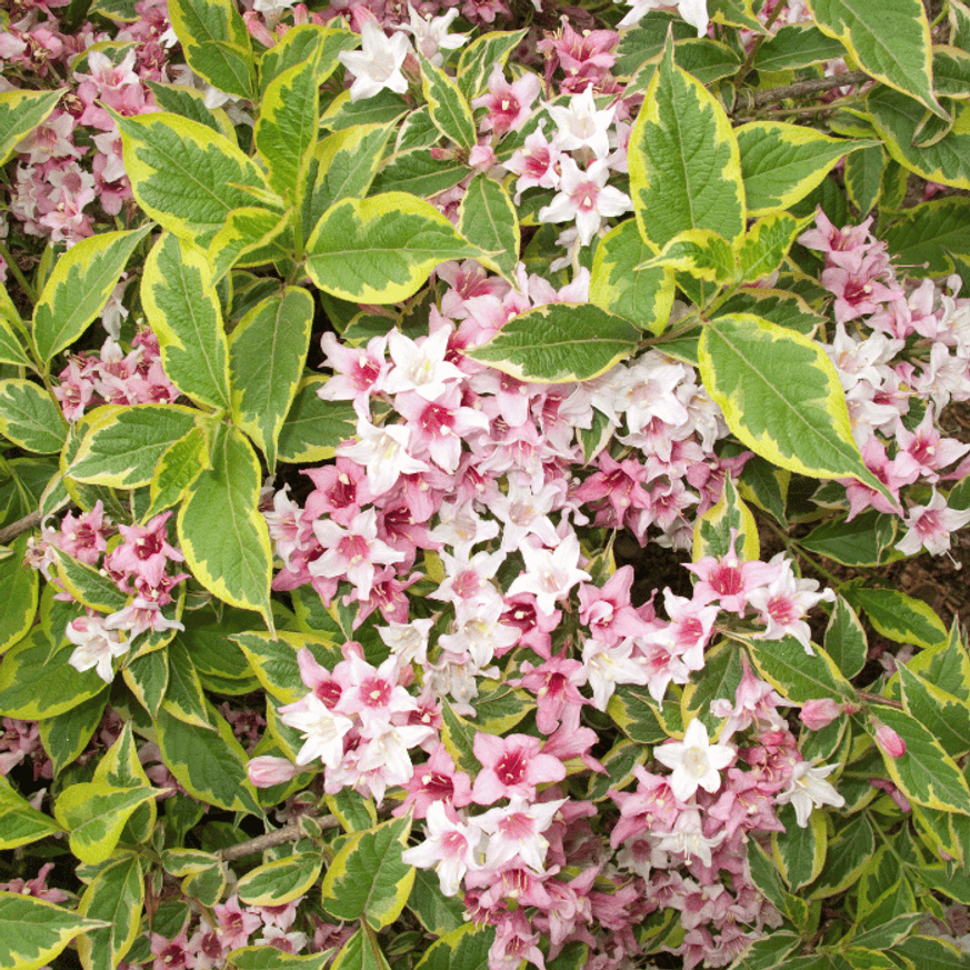Weigela Nana Variegata K2 - Törpe tarka levelű rózsalonc
