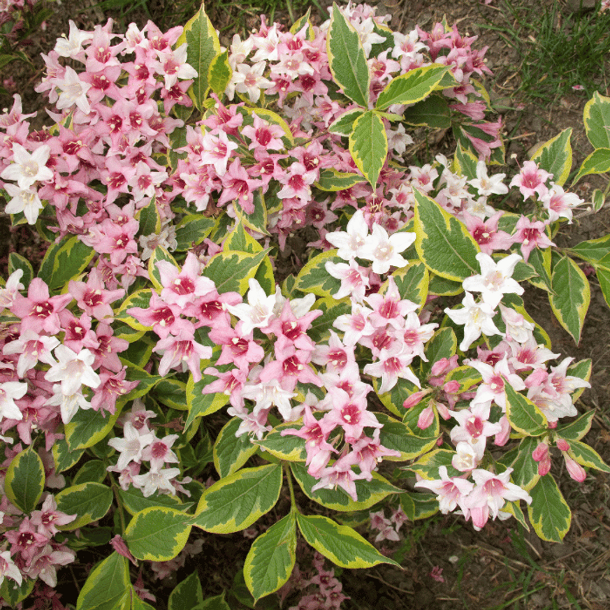Weigela Nana Variegata K2 - Törpe tarka levelű rózsalonc Weigela Nana Variegata K2 - Törpe tarka levelű rózsalonc
