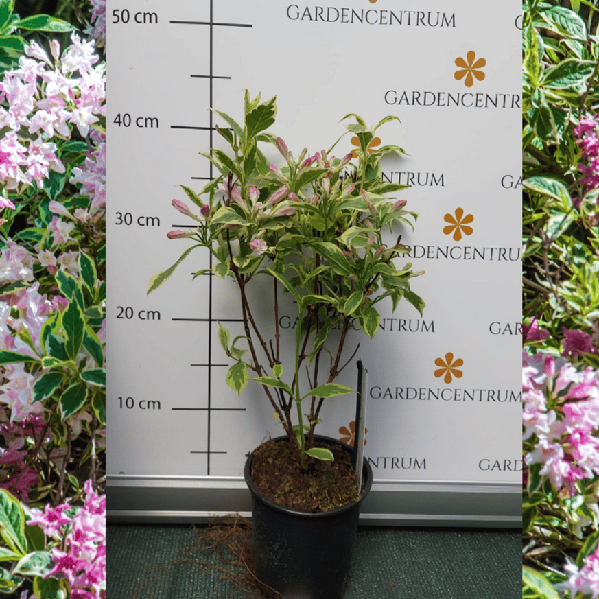Weigela Nana Variegata K2 - Törpe tarka levelű rózsalonc Weigela Nana Variegata K2 - Törpe tarka levelű rózsalonc