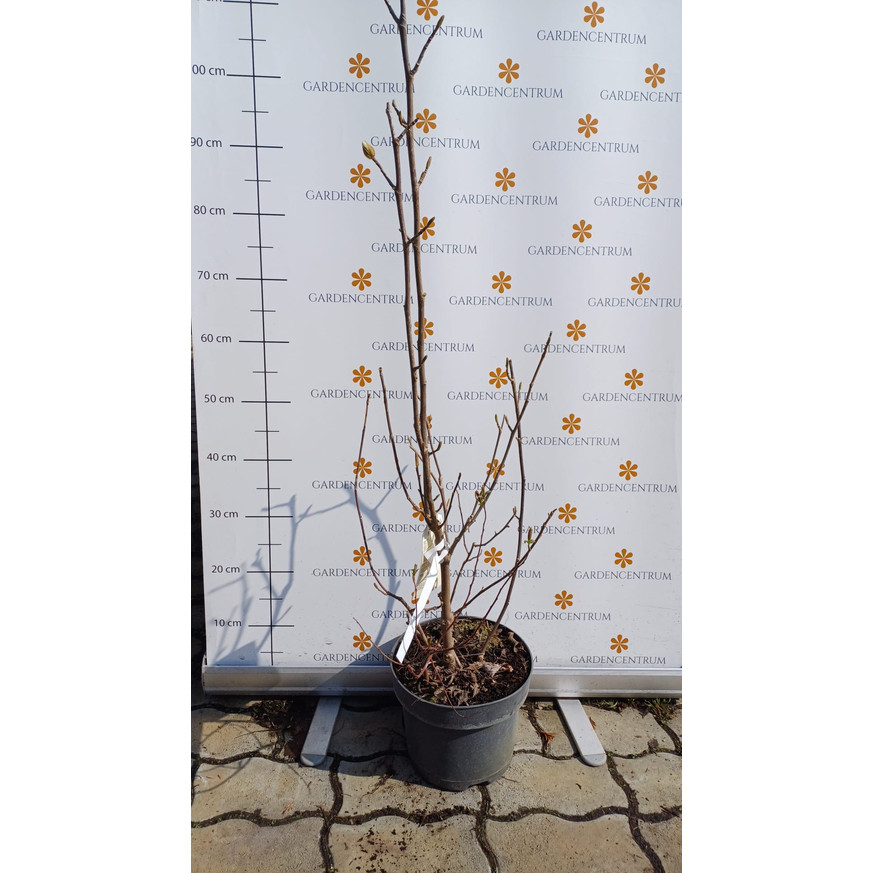 Magnolia soulangeana Genie K5 - Liliomfa