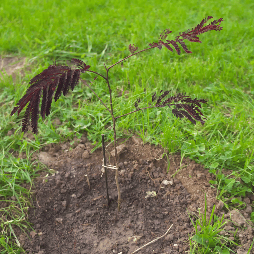 Albizia julibrissin Summer Chocolate - Csoki selyemakác Albizia julibrissin Summer Chocolate - Csoki selyemakác