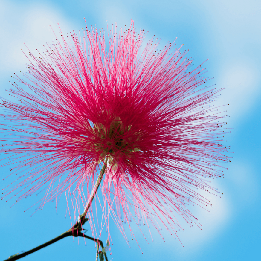 Albizia julibrissin K2 - Selyemakác