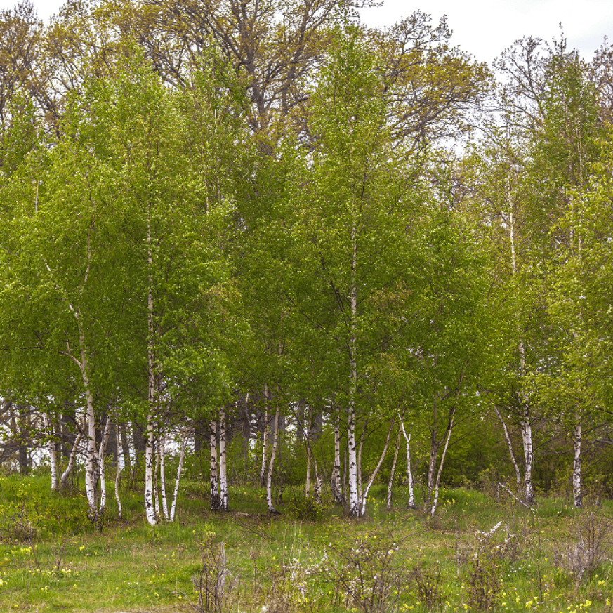 Betula pendula K7,5 - Nyírfa Betula pendula K7,5 - Nyírfa