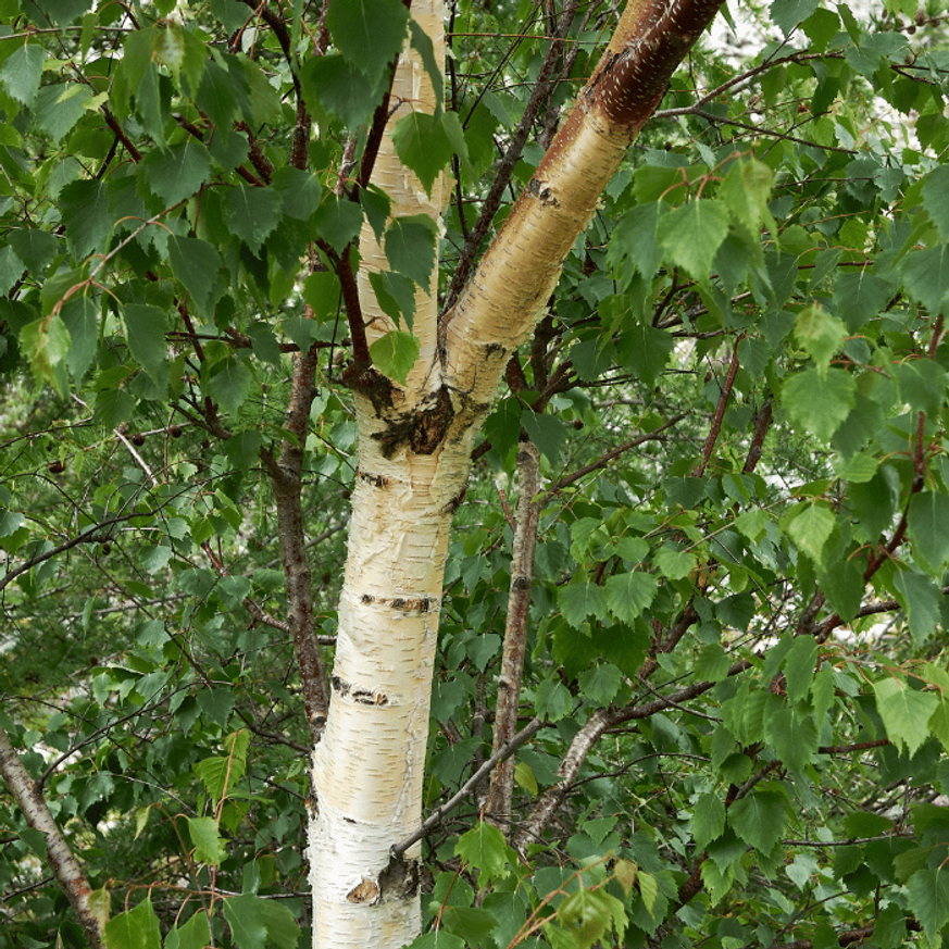 Betula pendula K7,5 - Nyírfa Betula pendula K7,5 - Nyírfa