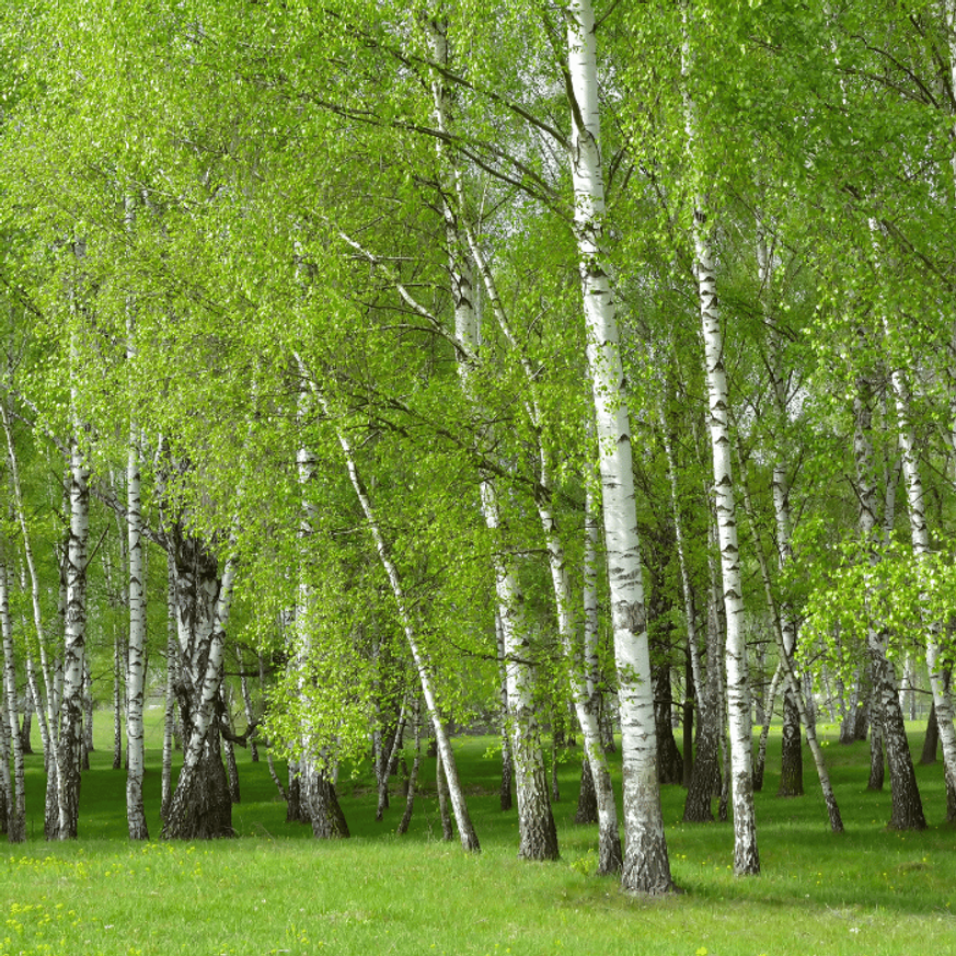 Betula pendula K7,5 - Nyírfa Betula pendula K7,5 - Nyírfa