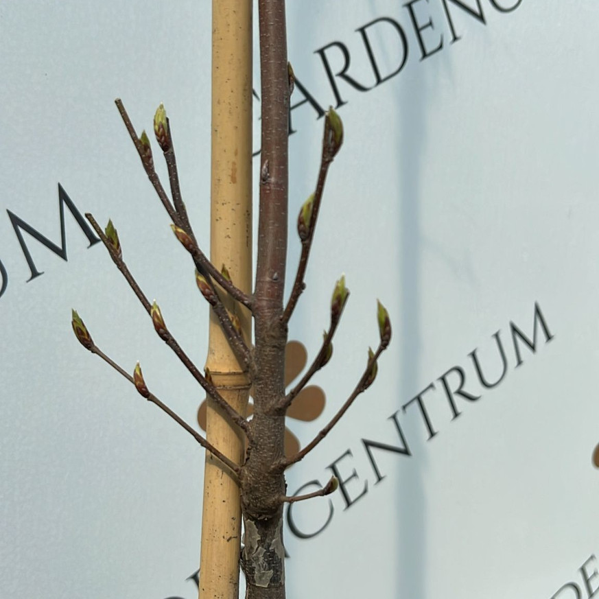 Carpinus betulus Fastigiata K5 - Oszlopos gyertyán