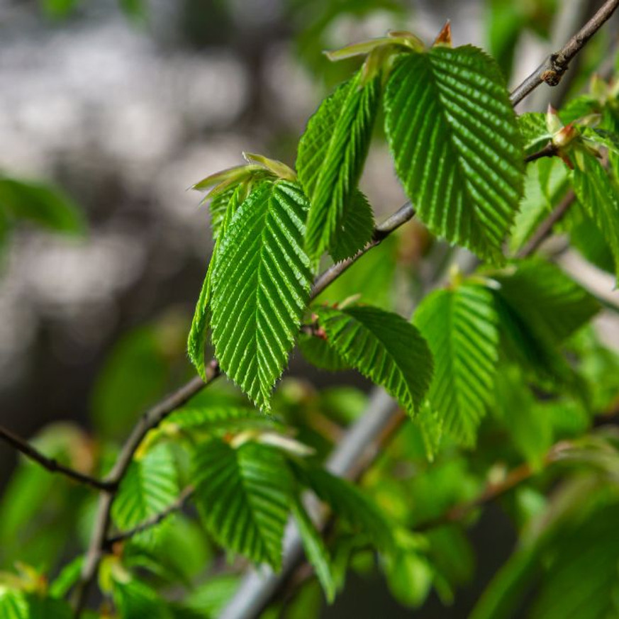 Carpinus betulus Fastigiata K5 - Oszlopos gyertyán