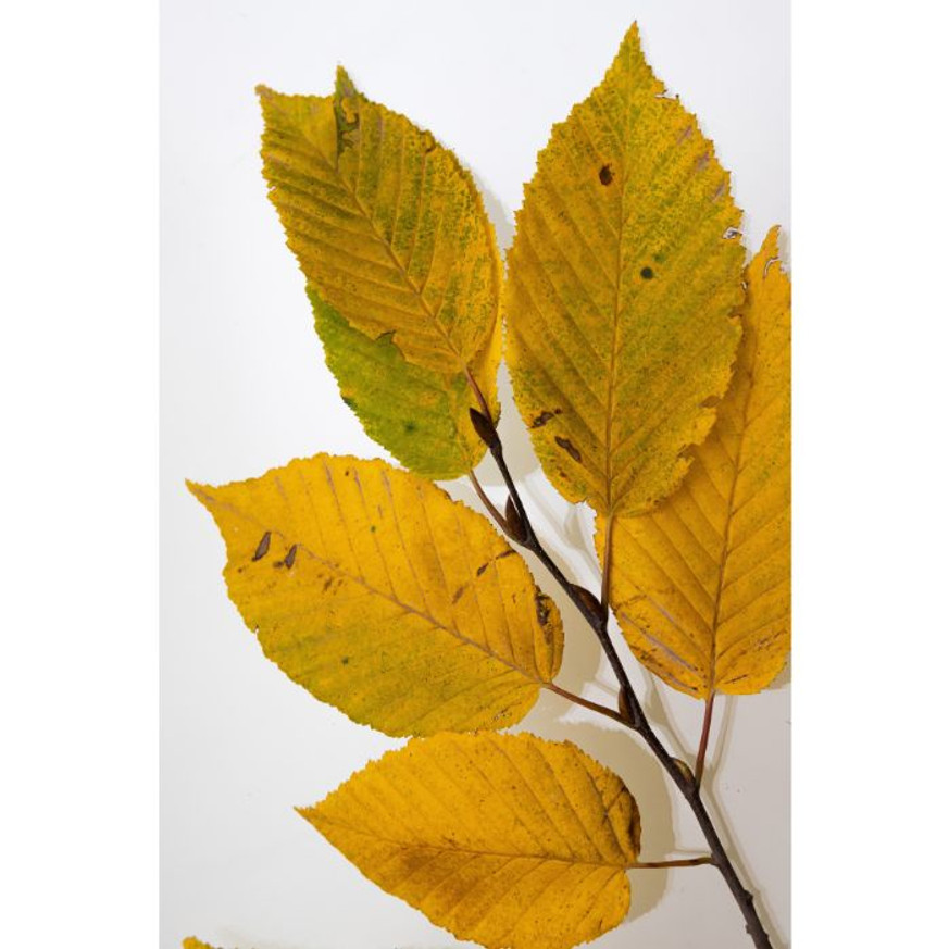 Carpinus betulus Fastigiata K5 - Oszlopos gyertyán