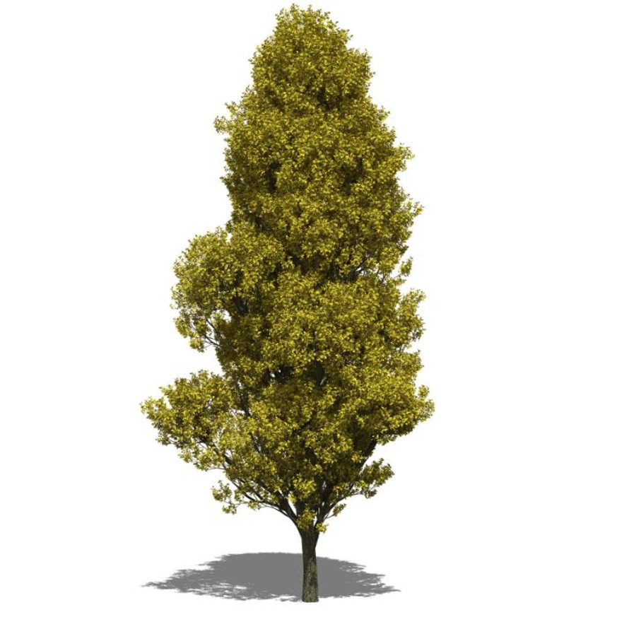 Carpinus betulus Fastigiata K5 - Oszlopos gyertyán