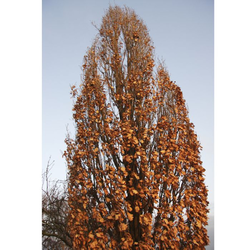 Carpinus betulus Fastigiata K5 - Oszlopos gyertyán