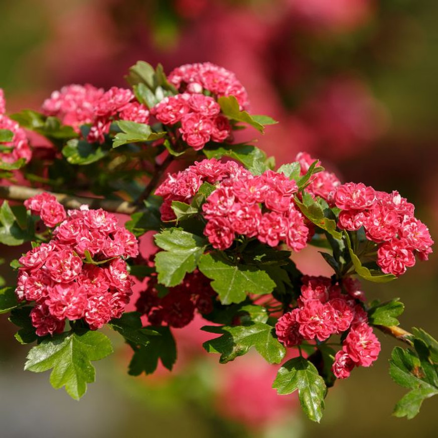 Crataegus Paul's Scarlet K9,5 - Díszgalagonya