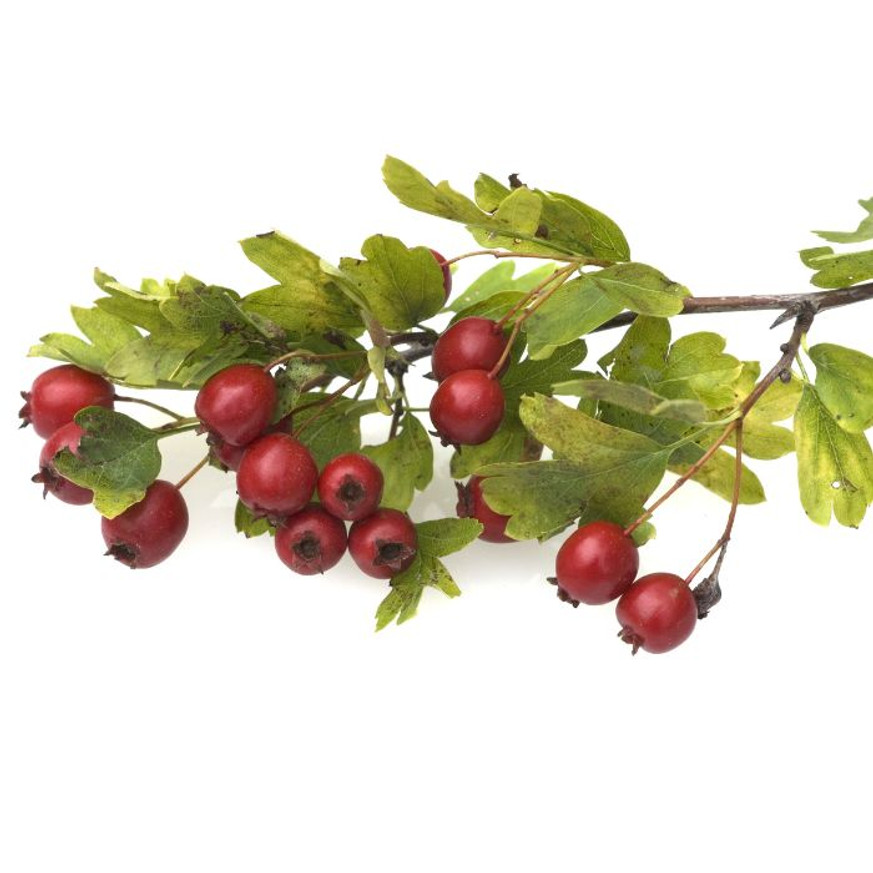 Crataegus Paul's Scarlet K9,5 - Díszgalagonya Crataegus Paul's Scarlet K9,5 - Díszgalagonya