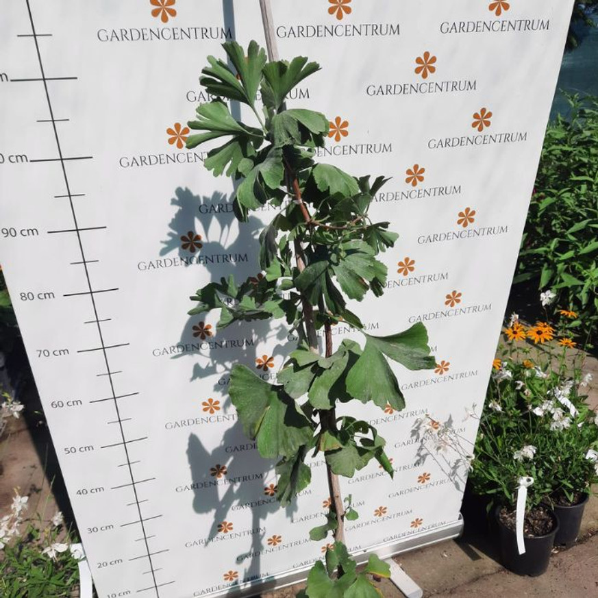 Ginkgo biloba K5 - Páfrányfenyő Ginkgo biloba K5 - Páfrányfenyő