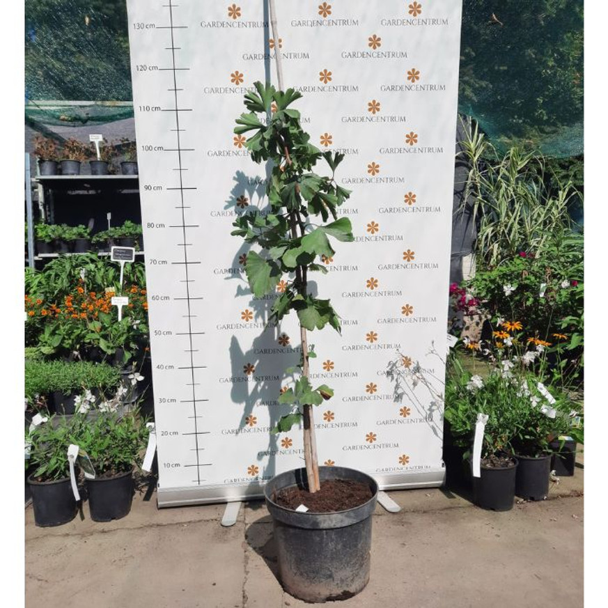 Ginkgo biloba K5 - Páfrányfenyő Ginkgo biloba K5 - Páfrányfenyő
