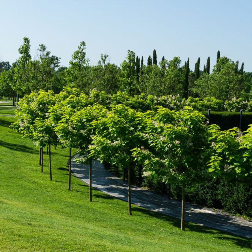Catalpa bignonioides Nana TM 180 cm - Gömbszivarfa