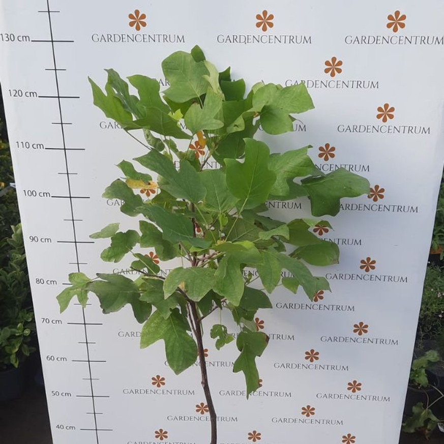 Liriodendron tulipifera K7,5 - Tulipánfa