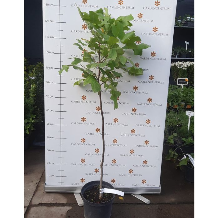 Liriodendron tulipifera K7,5 - Tulipánfa
