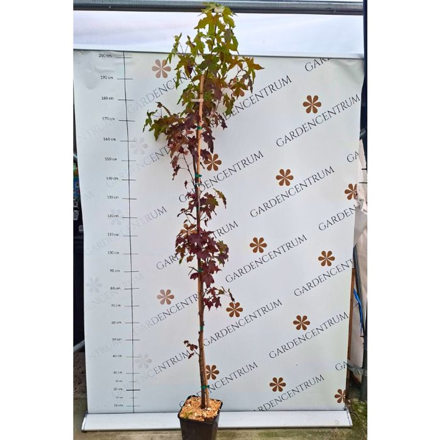 Liquidambar styraciflua K5,6 150/170 - Amerikai ámbrafa Liquidambar styraciflua K5,6 150/170 - Amerikai ámbrafa