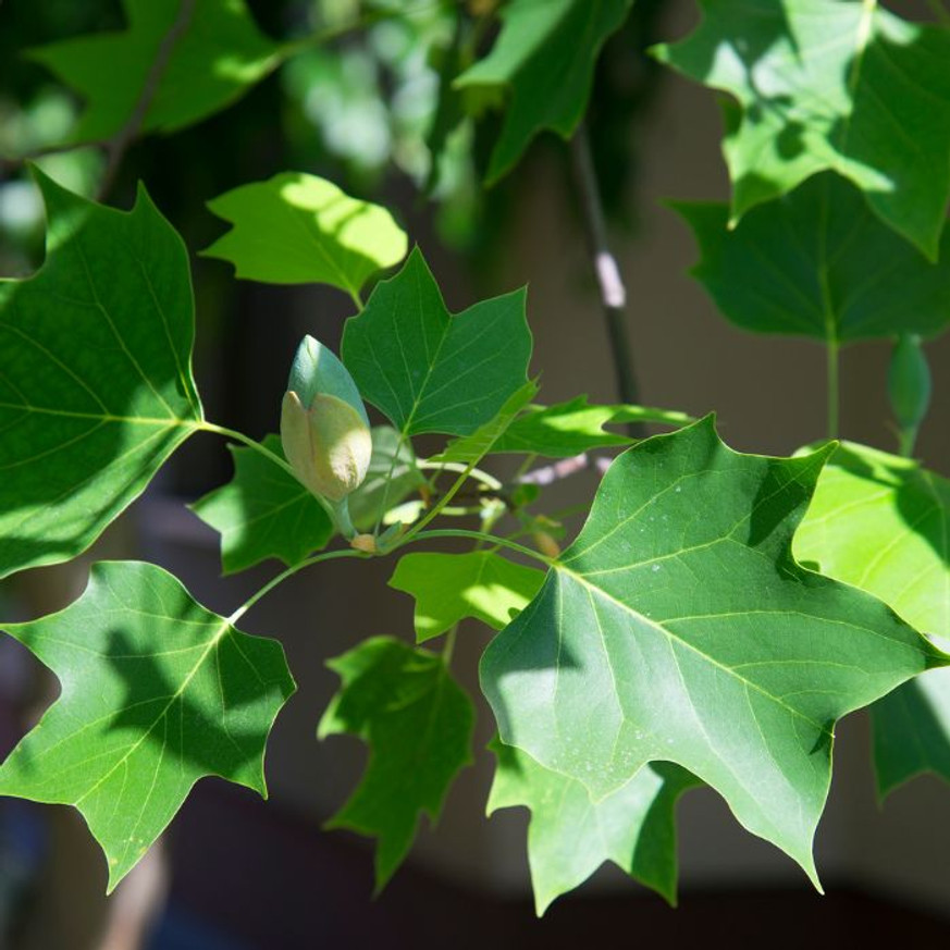 Liriodendron tulipifera K7,5 - Tulipánfa