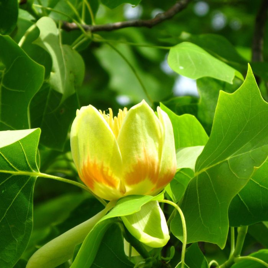 Liriodendron tulipifera K7,5 - Tulipánfa