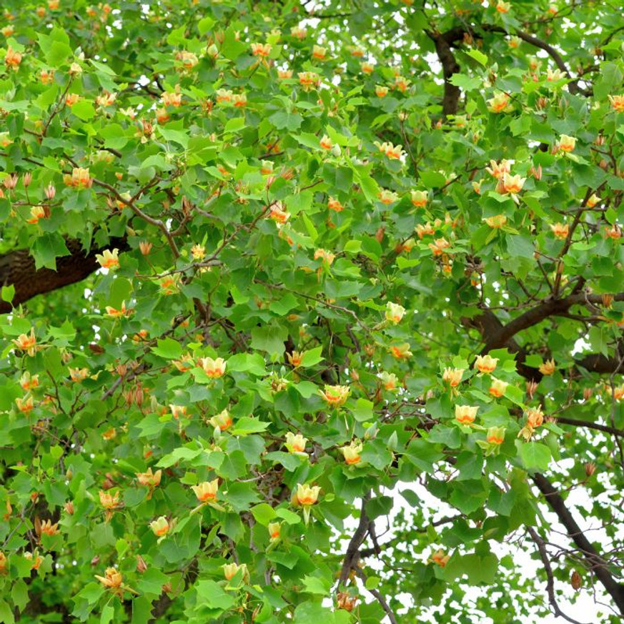 Liriodendron tulipifera K7,5 - Tulipánfa