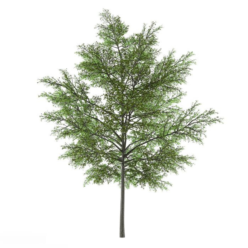 Liriodendron tulipifera K7,5 - Tulipánfa
