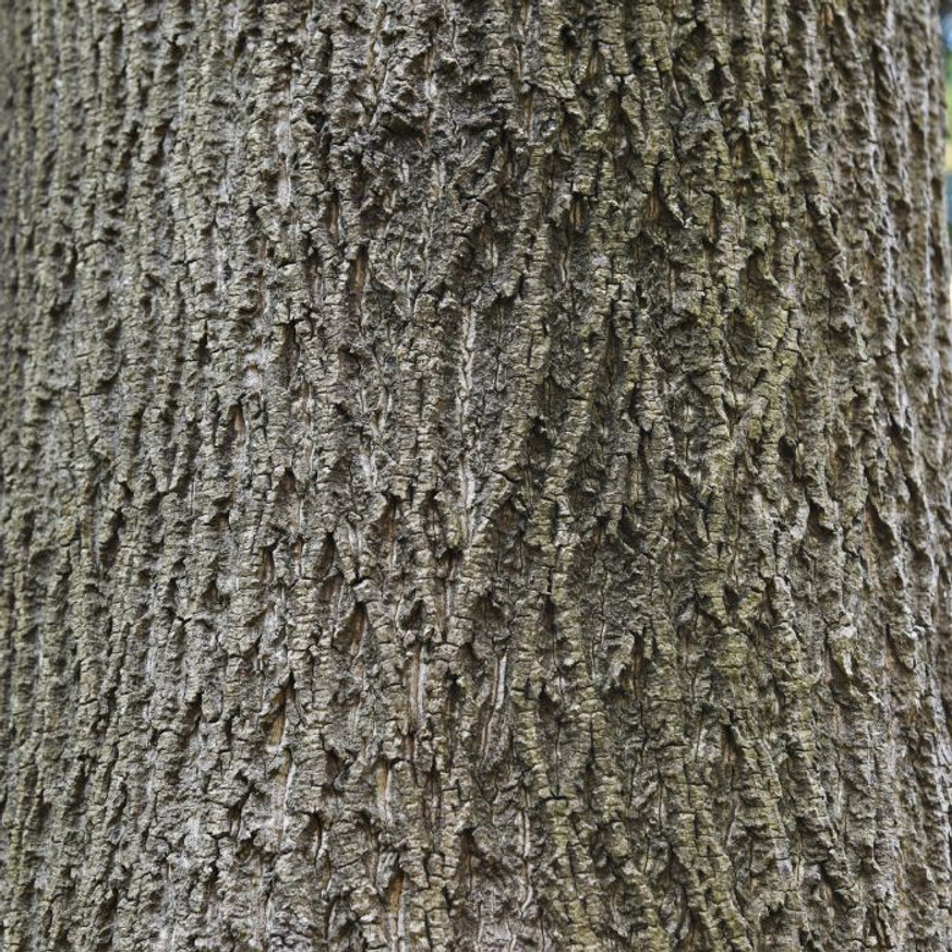 Liriodendron tulipifera K7,5 - Tulipánfa