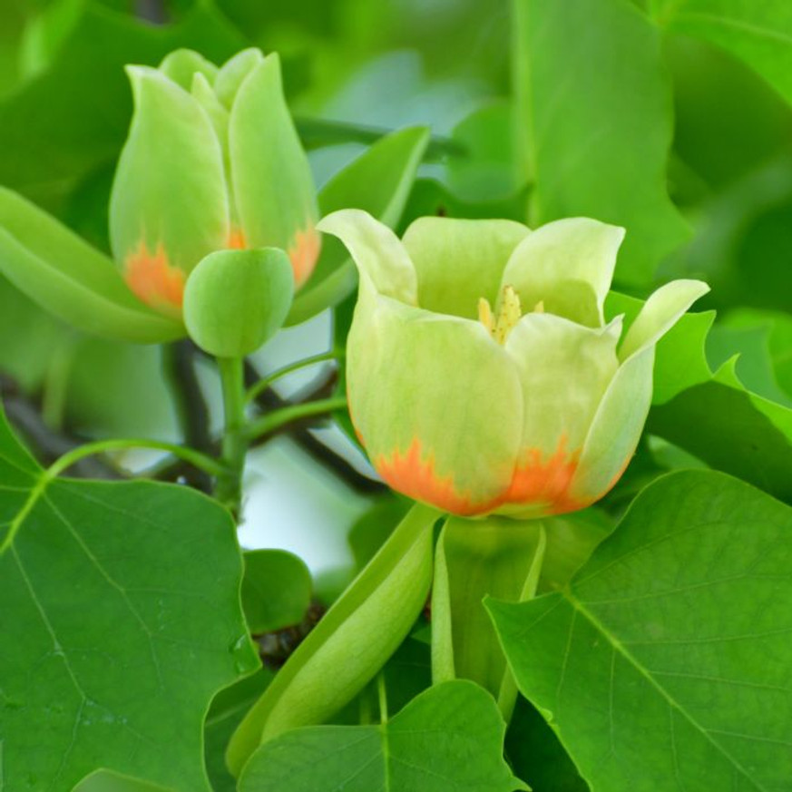 Liriodendron tulipifera K7,5 - Tulipánfa
