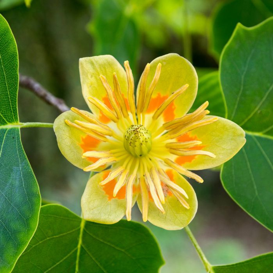 Liriodendron tulipifera K7,5 - Tulipánfa
