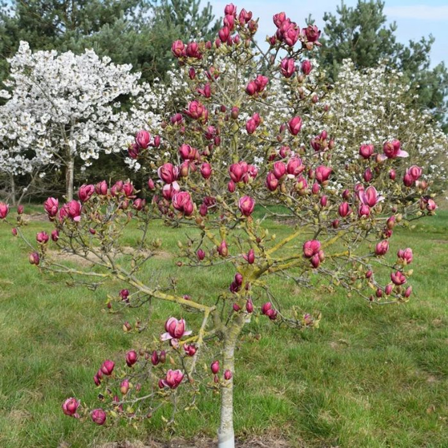 Magnolia soulangeana Genie K5 - Liliomfa