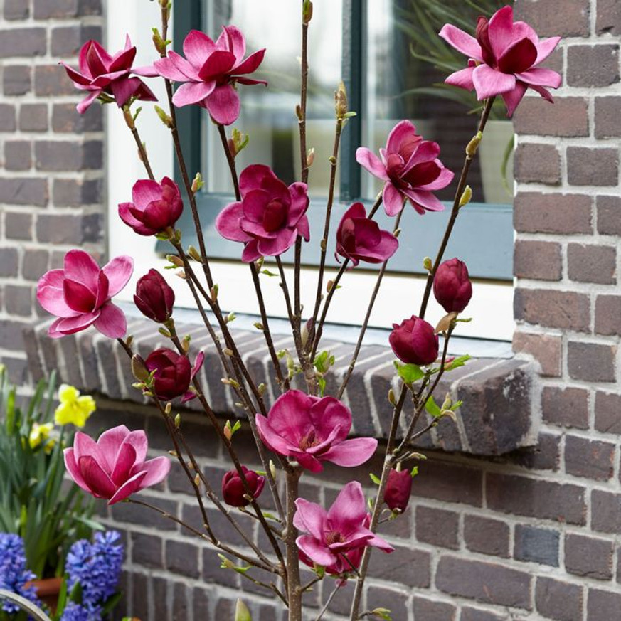Magnolia soulangeana Genie K5 - Liliomfa