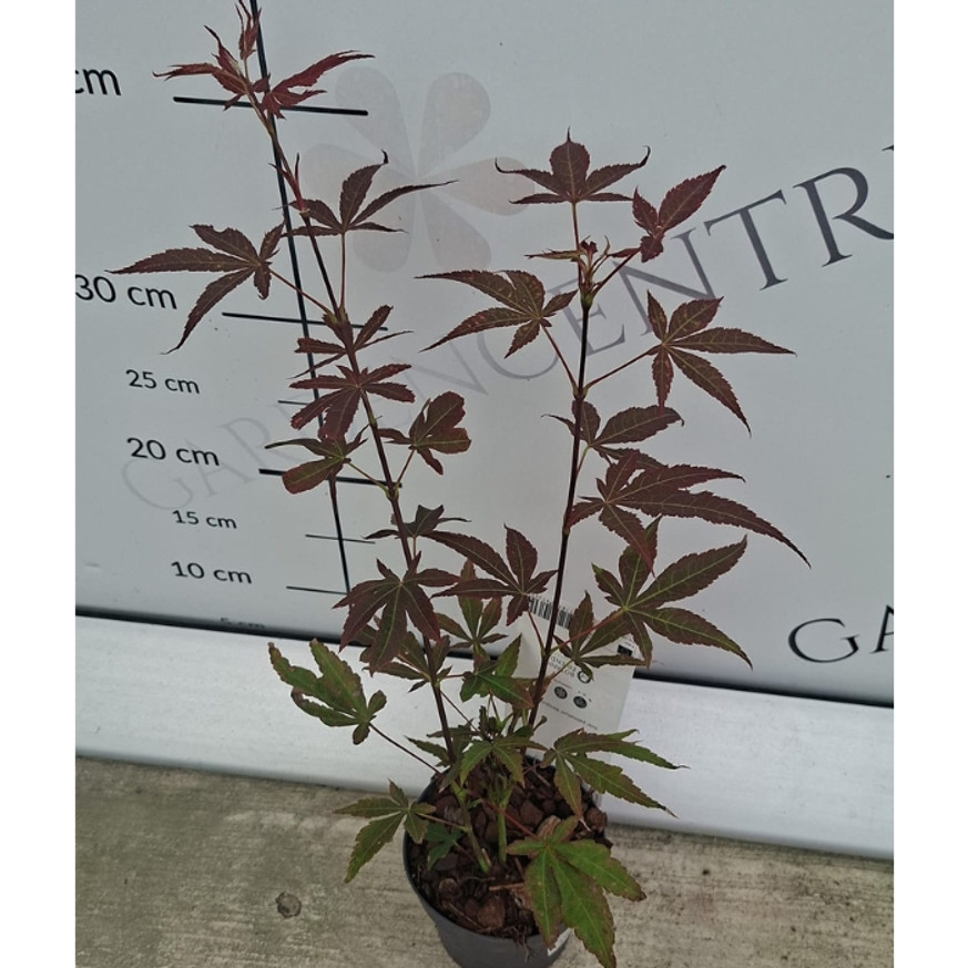 Acer palmatum Atropurpureum CS10,5 - Vöröslevelű japán juhar Acer palmatum Atropurpureum CS10,5 - Vöröslevelű japán juhar
